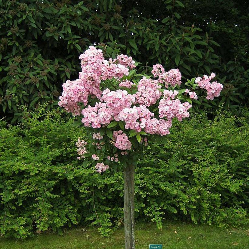Rosa moschata Heavenly Pink - Moschus-Rose (Hafen)