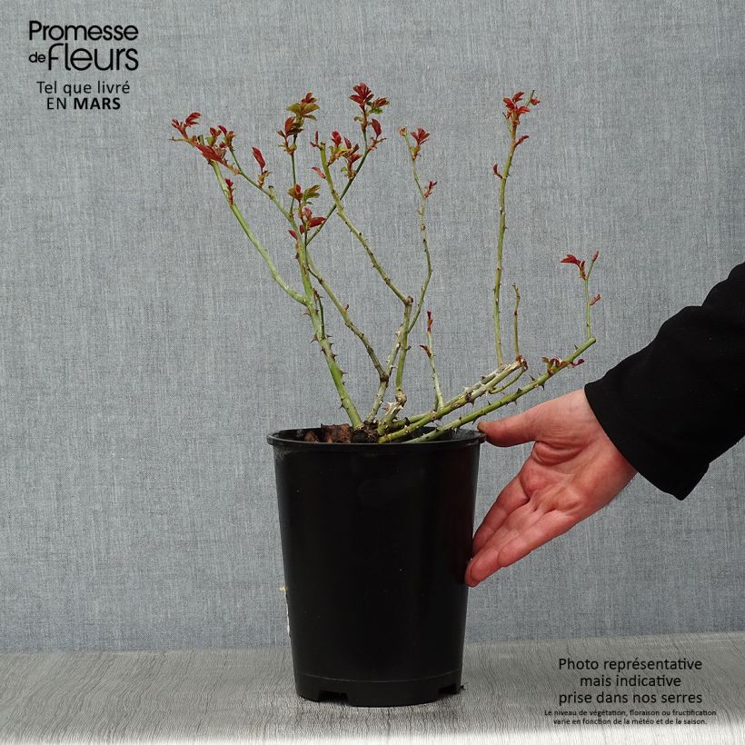 Exemplar von Rosa La Reine de la Nuit - Moderne Beetrose Topf mit 3L/4L wie im Winter geliefert