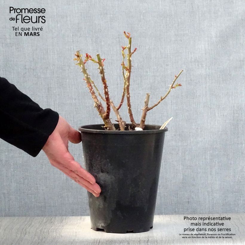 Exemplar von Rosa La Reine de la Nuit - Moderne Beetrose Topf mit 3L/4L wie im Frühjahr geliefert