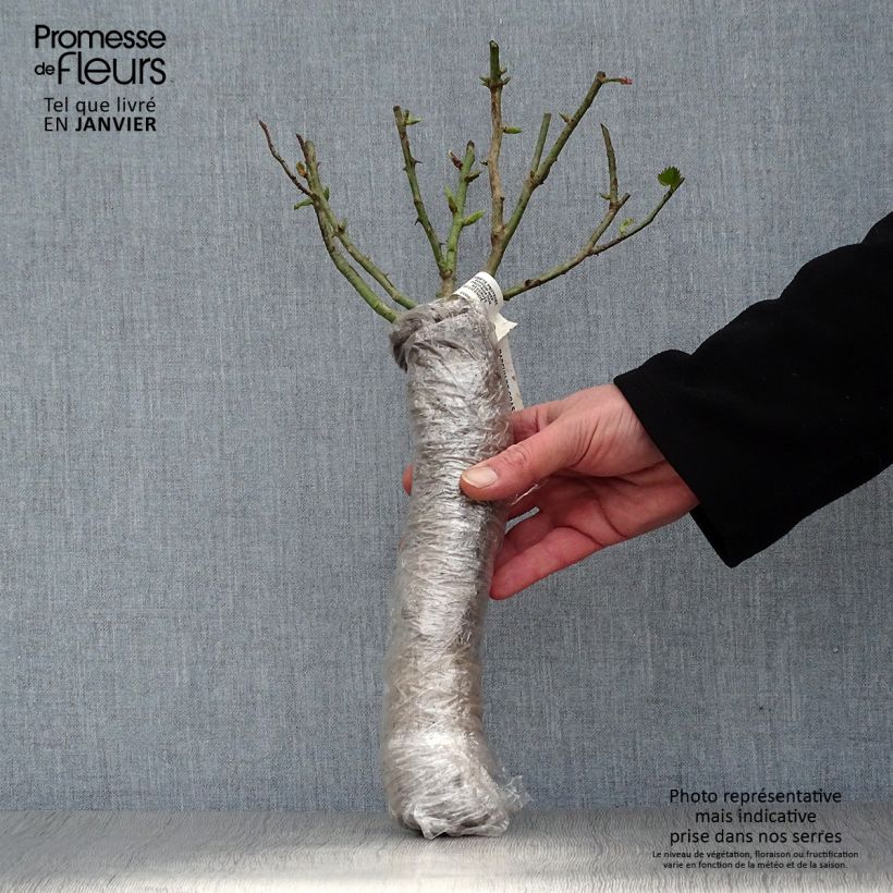 Exemplar von Rosa moschata Matchball - Moschus-Rose Wurzelnackt in Beutel wie im Winter geliefert