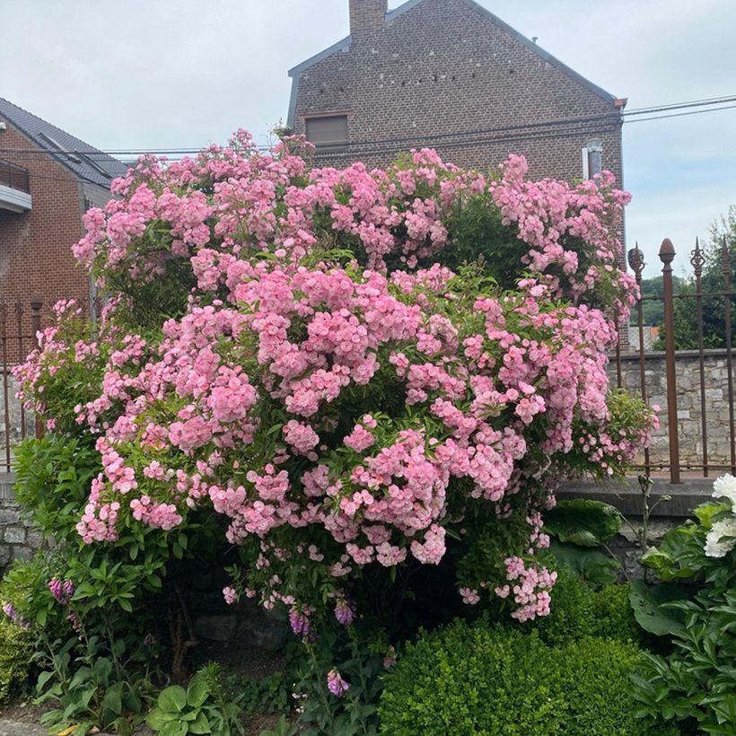Rosa moschata Petite de Terre Franche - Moschus-Rose (Hafen)