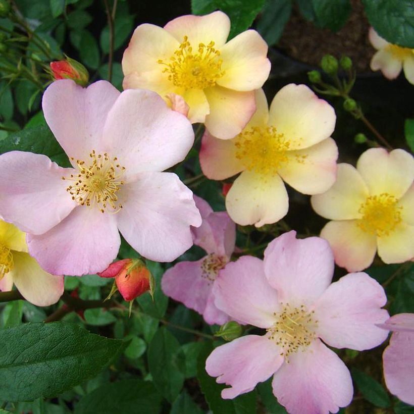 Rosa Plaisanterie - Polyantha-Rose (Blüte)