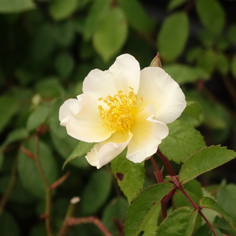 Rosa moschata Rosalita - Moschus-Rose (Blüte)