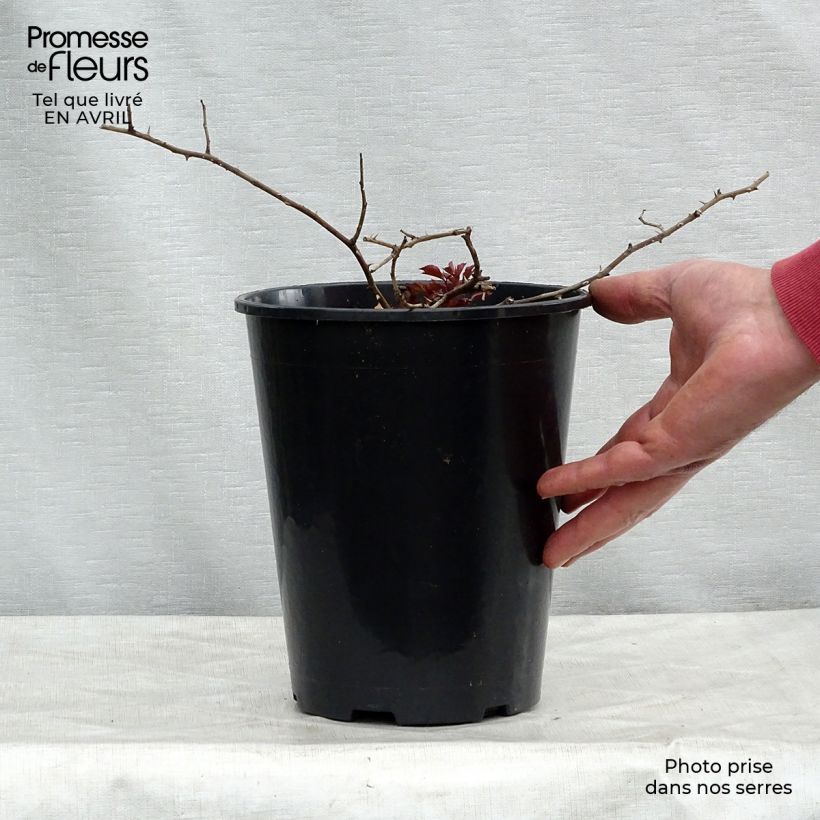 Exemplar von Rosa Rosy Cushion - Moderne Hybrid-Rose Topf mit 4L/5L wie im Frühjahr geliefert