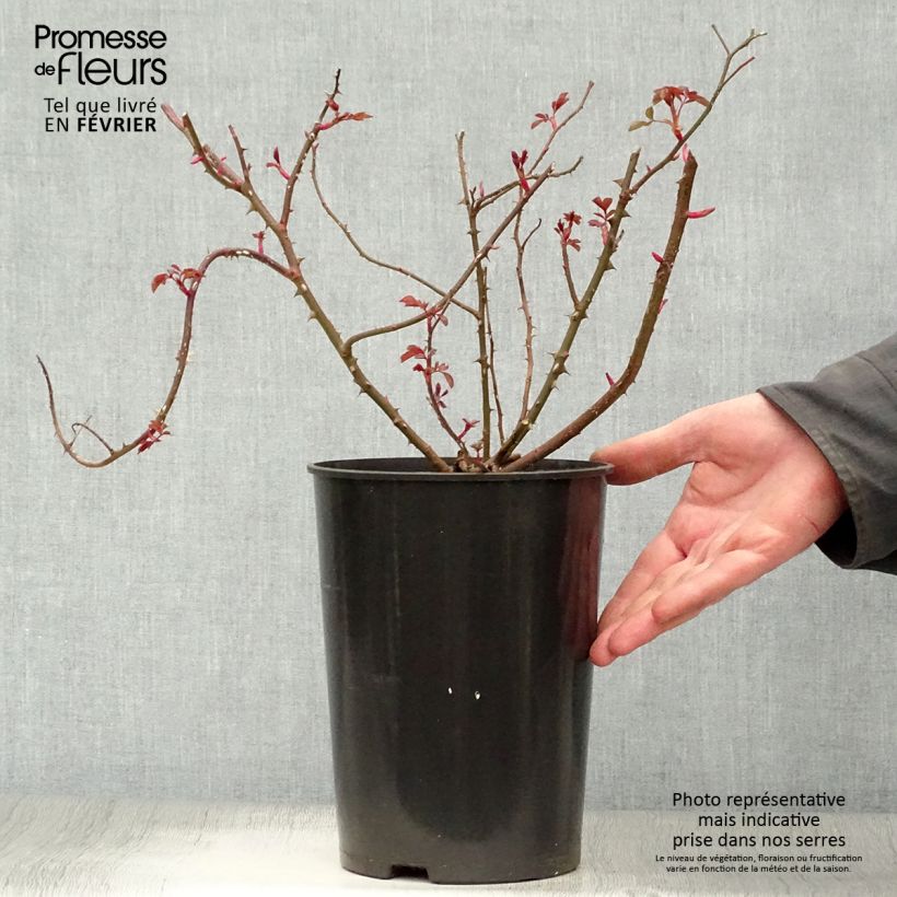 Exemplar von Rosa Rosy Cushion - Moderne Hybrid-Rose Topf mit 4L/5L wie im Winter geliefert