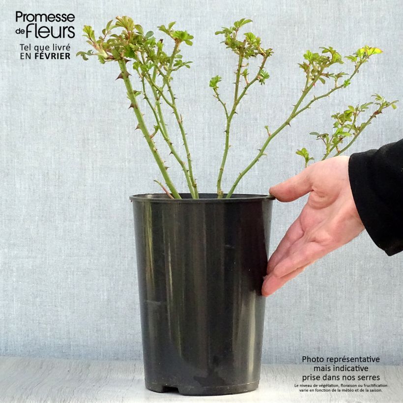 Exemplar von Rosa Rush lenmobri - Beetrose Topf mit 4L/5L wie im Winter geliefert