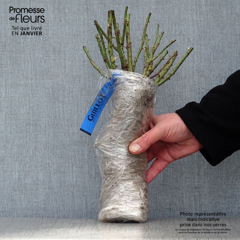 Exemplar von Rosa Violet Hood - Polyantha-Rose Wurzelnackt in Beutel wie im Winter geliefert