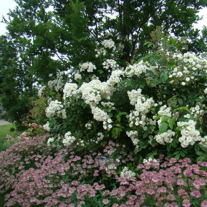 Rosa moschata Waterloo - Moschus-Rose (Hafen)