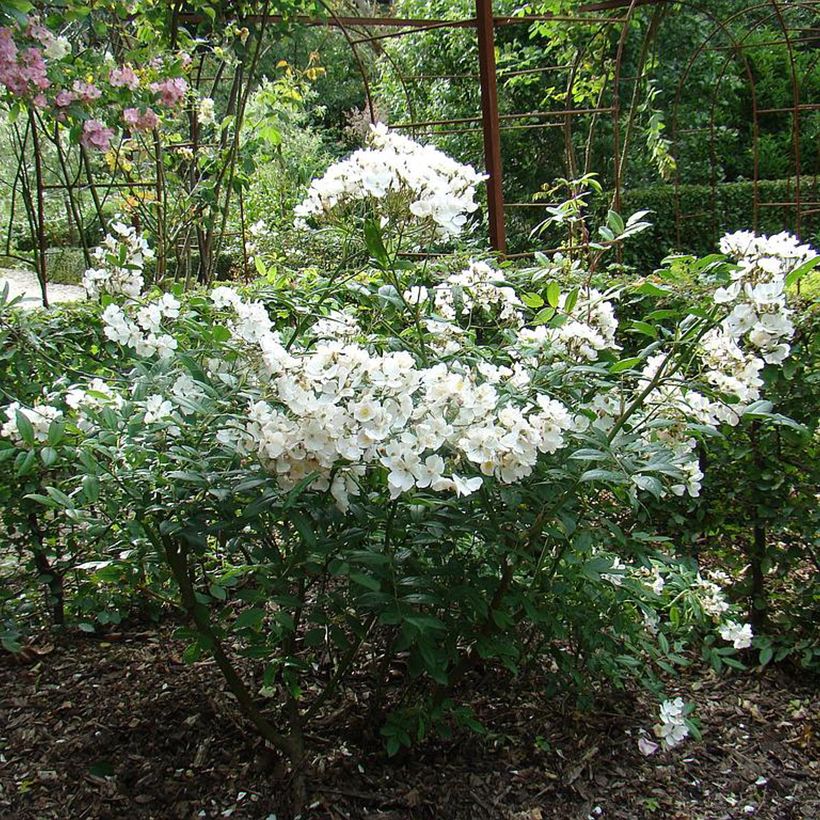 Rosa moschata White Magic - Moschus-Rose (Hafen)