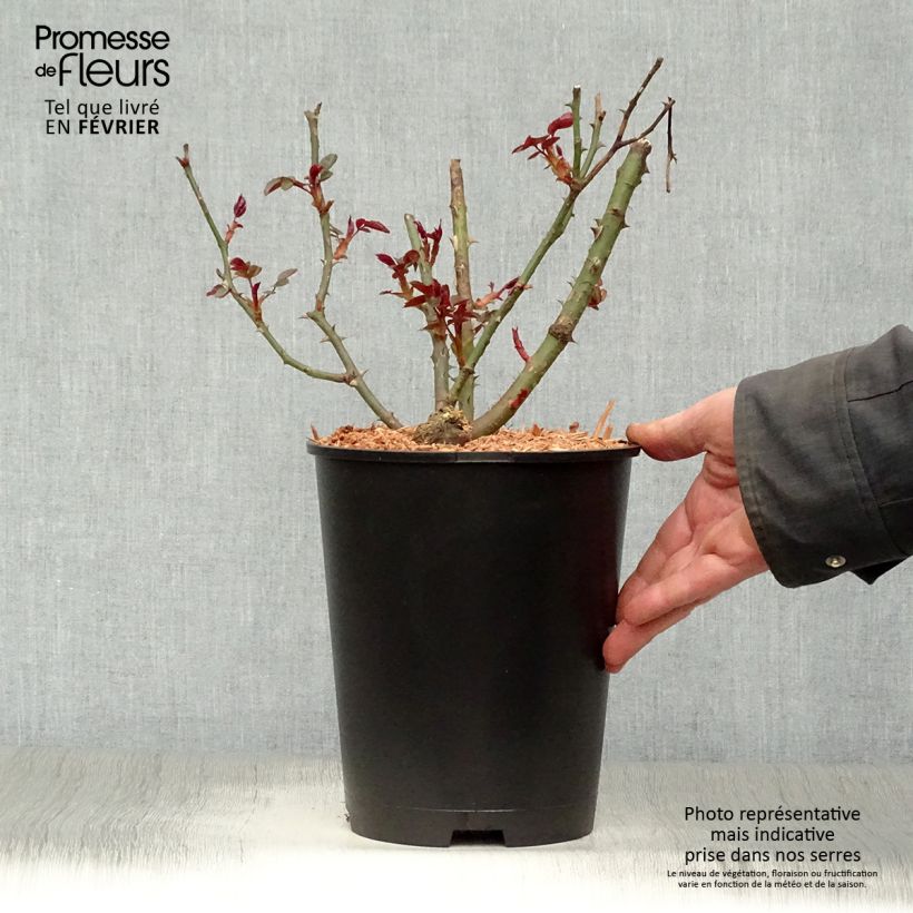 Exemplar von Rosa Grand Hotel - Polyantha-Rose Topf mit 4L/5L wie im Winter geliefert
