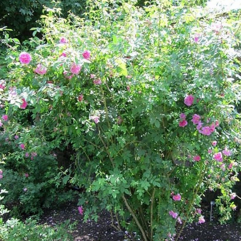 Rosa californica Plena - Kalifornische Hecken-Rose (Hafen)