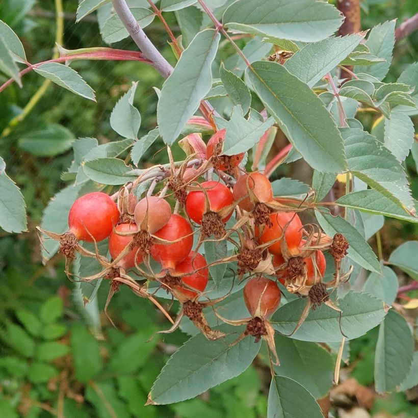 Rosa glauca - Rotblatt-Rose (Ernte)