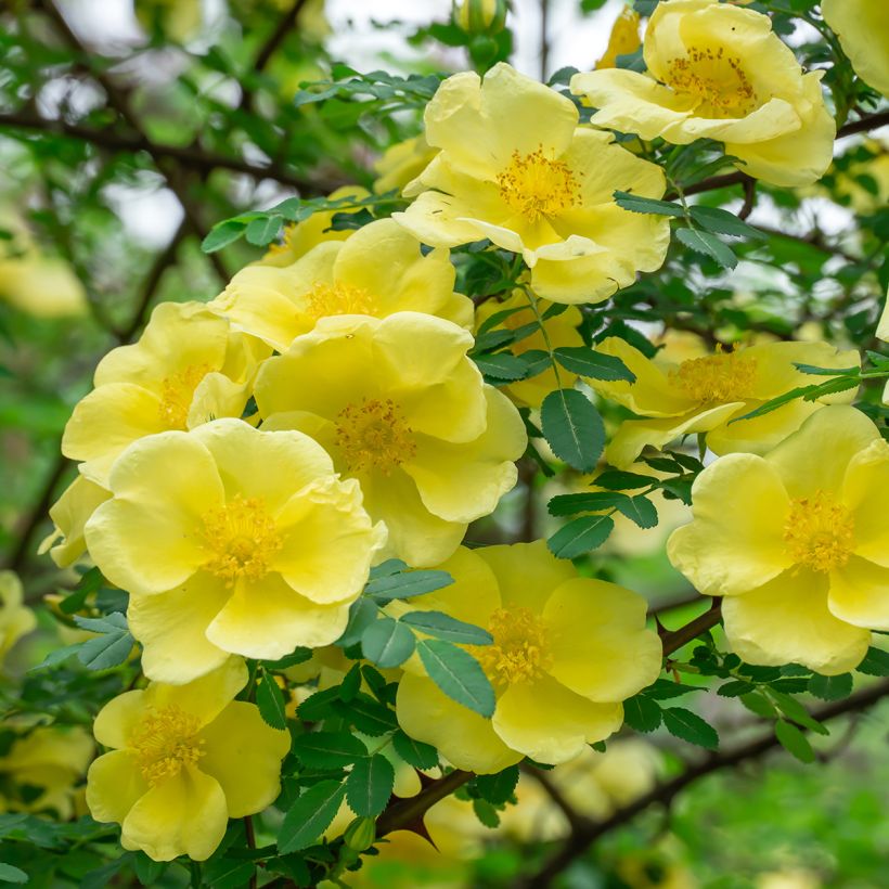 Rosa hugonis - Hugos Rose (Blüte)
