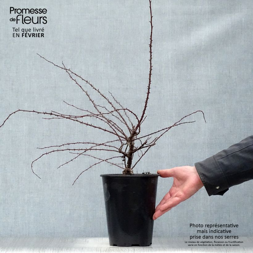 Exemplar von Rosa hugonis - Hugos Rose Topf mit 3L/4L wie im Winter geliefert