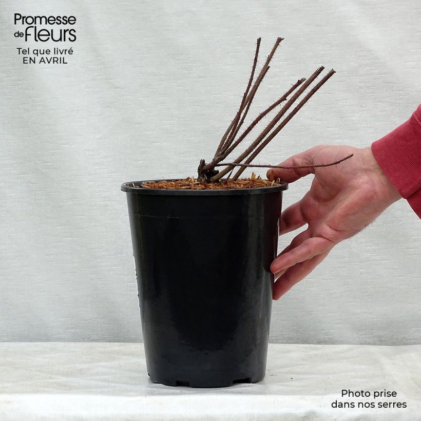 Exemplar von Rosa nitida - Glänz-Rose Topf mit 2L/3L wie im Frühjahr geliefert