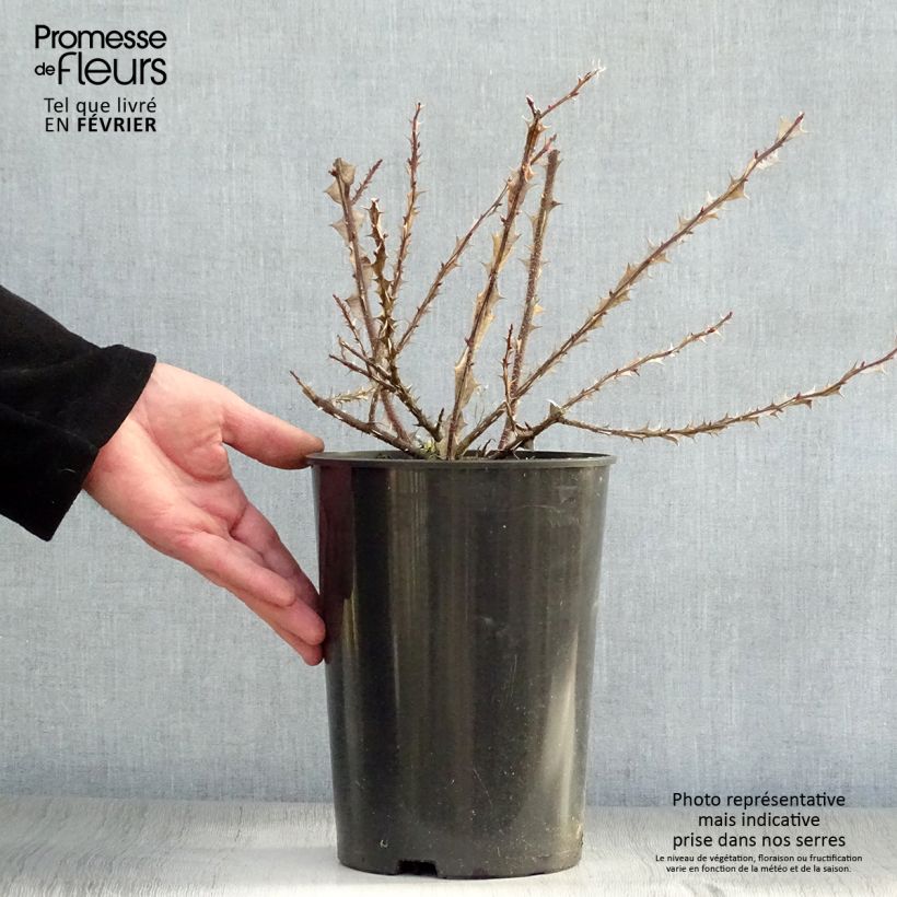 Exemplar von Rosa omeiensis Pteracantha - Omei-Rose Topf mit 4L/5L wie im Winter geliefert