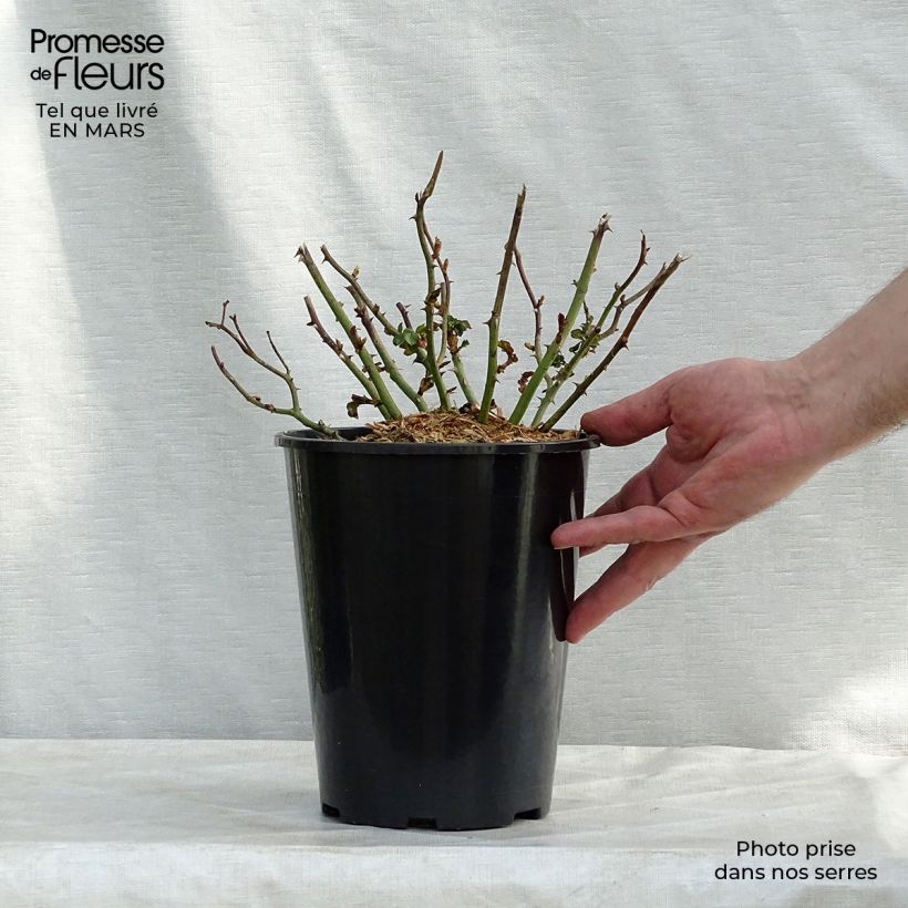 Exemplar von Rosa Country Dream - Bodendecker-Rose Topf mit 3L/4L wie im Frühjahr geliefert