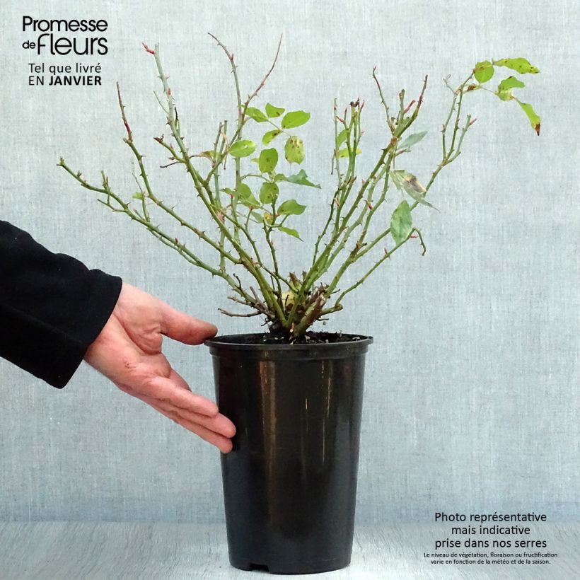 Exemplar von Rosa Larissa - Bodendecker-Rose Topf mit 3L/4L wie im Winter geliefert