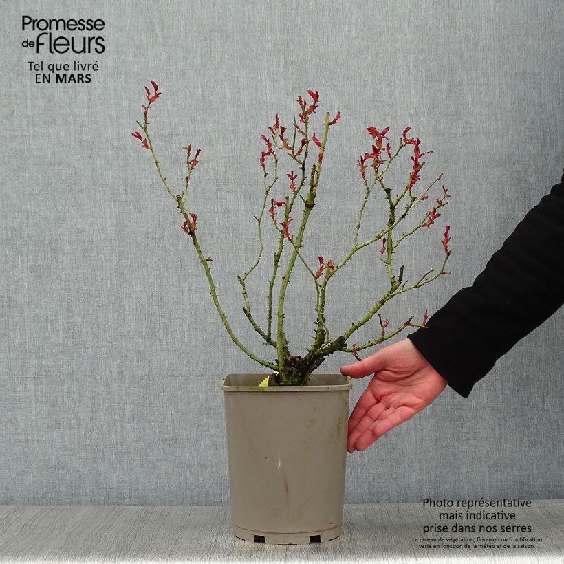 Exemplar von Rosa Mainaufeuer - Bodendecker-Rose Topf mit 4L/5L wie im Winter geliefert