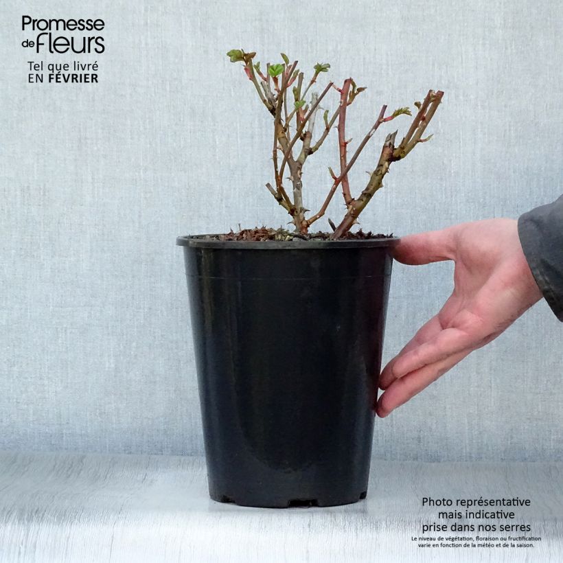 Exemplar von Rosa Marondo - Bodendecker-Rose Topf mit 2L/3L wie im Winter geliefert