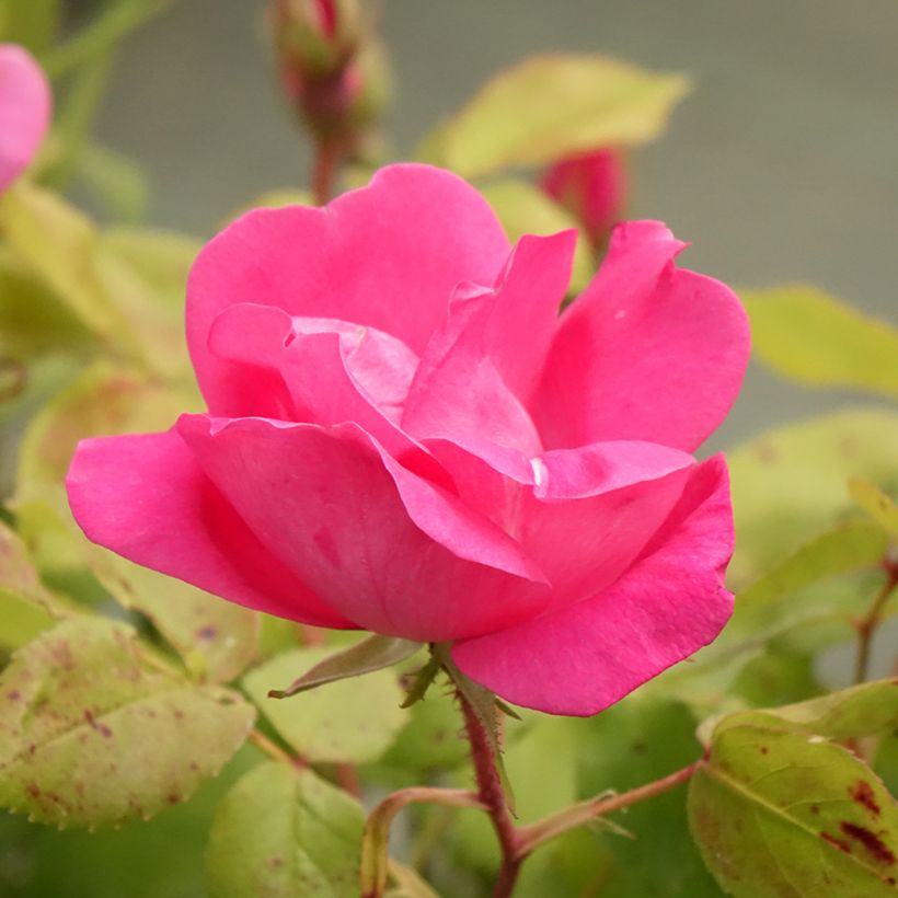 Rosa Pink Knock Out - Bodendecker-Rose (Blüte)