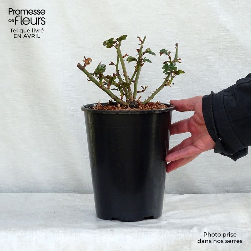 Exemplar von Rosa Rigo Aprikola - Bodendecker-Rose Topf mit 2L/3L wie im Winter geliefert