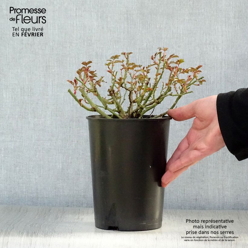 Exemplar von Rosa Rigo Bonaparte - Bodendecker-Rose Topf mit 2L/3L wie im Winter geliefert