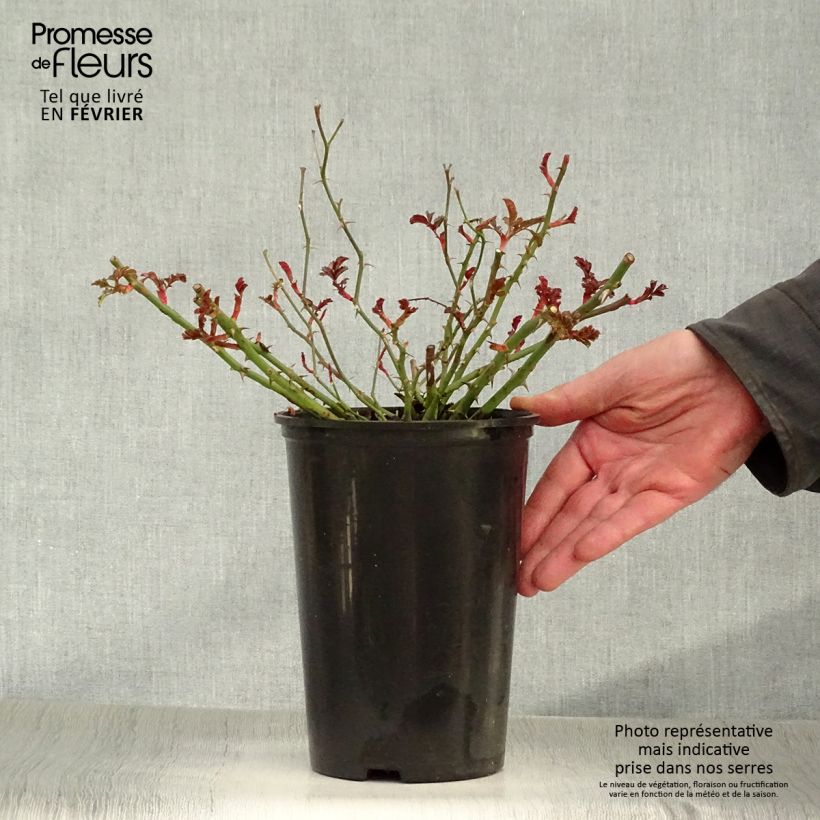 Exemplar von Rosa Rigo Néon - Bodendecker-Rose Topf mit 2L/3L wie im Winter geliefert