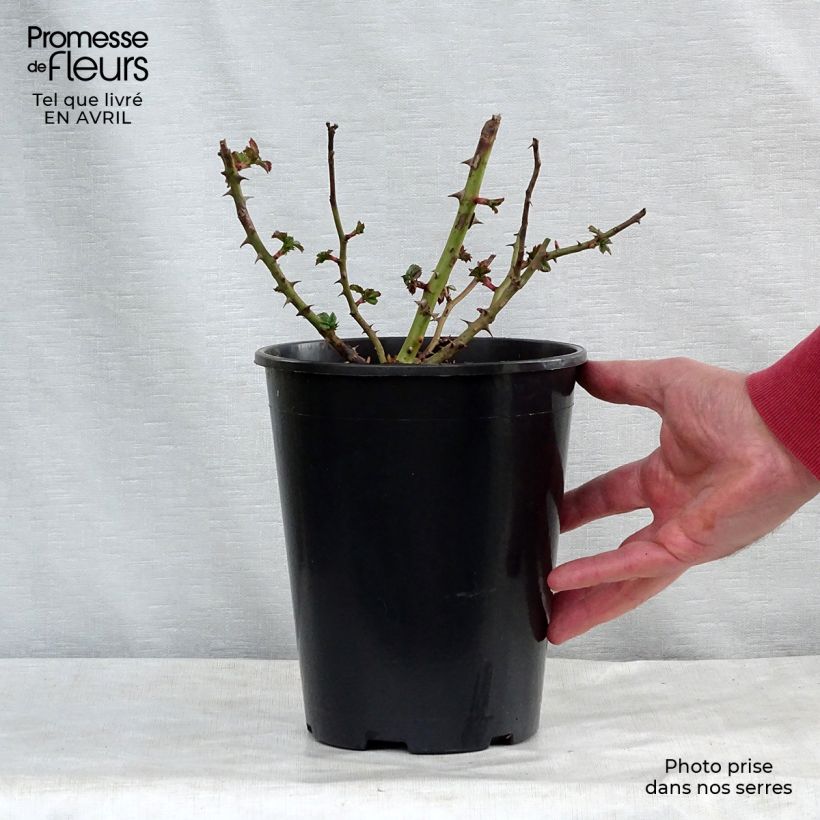 Exemplar von Rosa Rigo Rotilia - Bodendecker-Rose Topf mit 2L/3L wie im Frühjahr geliefert