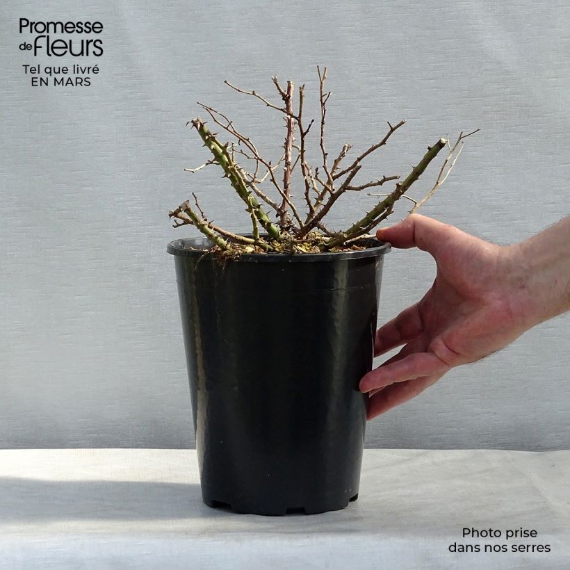 Exemplar von Rosa Tapis Rouge Interop - Bodendecker-Rose Topf mit 2L/3L wie im Frühjahr geliefert