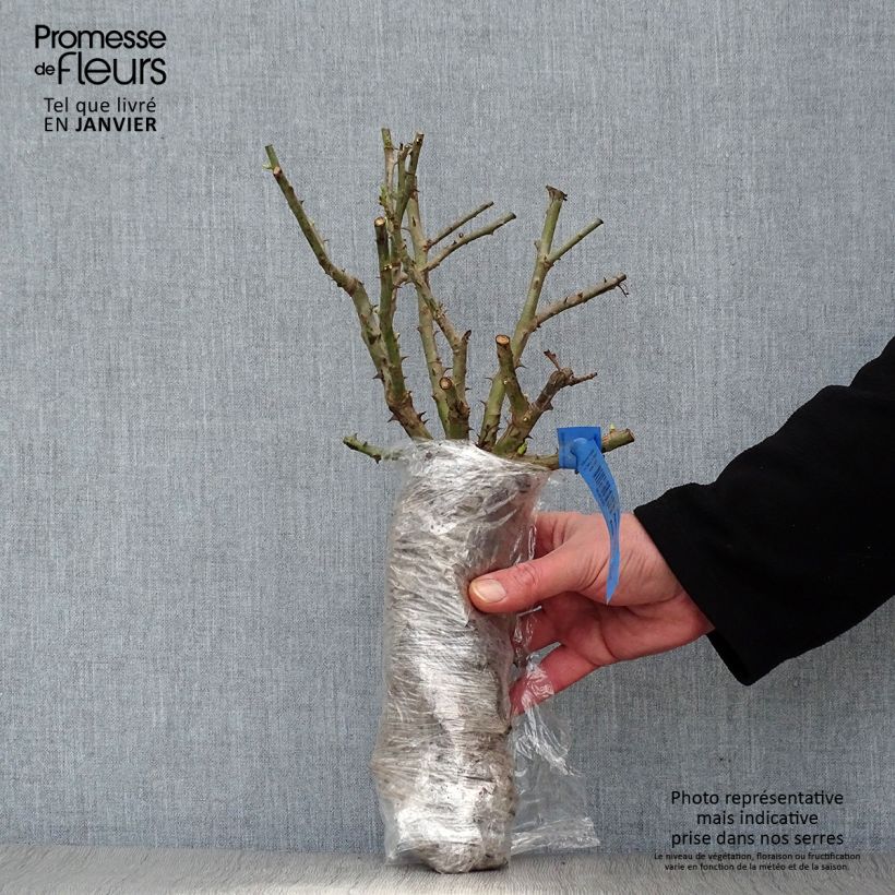 Exemplar von Rosa Tapis Volant - Bodendecker-Rose Wurzelnackt in Beutel wie im Winter geliefert