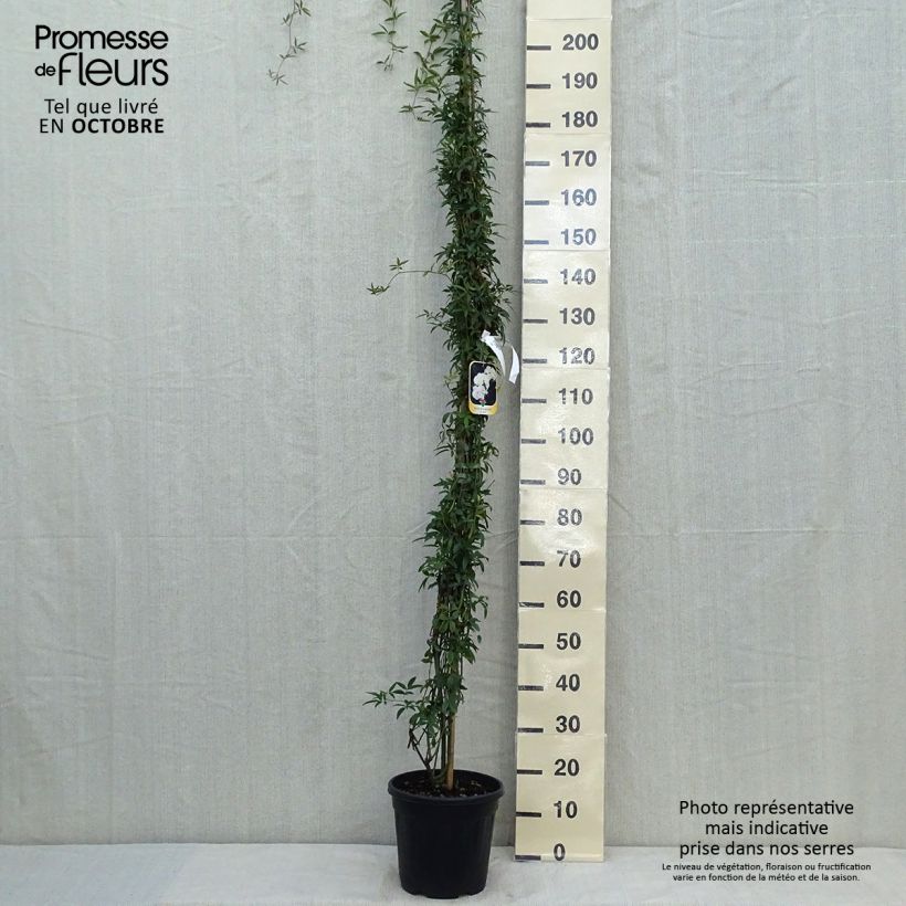 Exemplar von Rosa banksiae var. banksiae Alba Plena - Meran-Rose Topf mit 6L/7L wie im Herbst geliefert