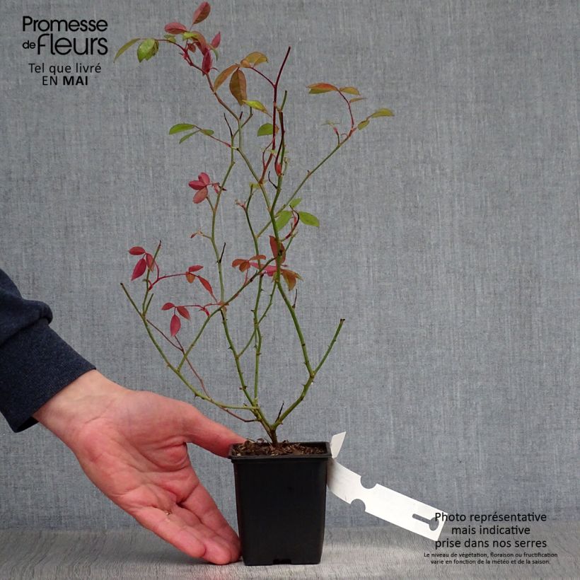 Exemplar von Rosa banksiae Lutea - Meran-Rose Kleine Töpfe von 8/9 cm wie im Frühjahr geliefert