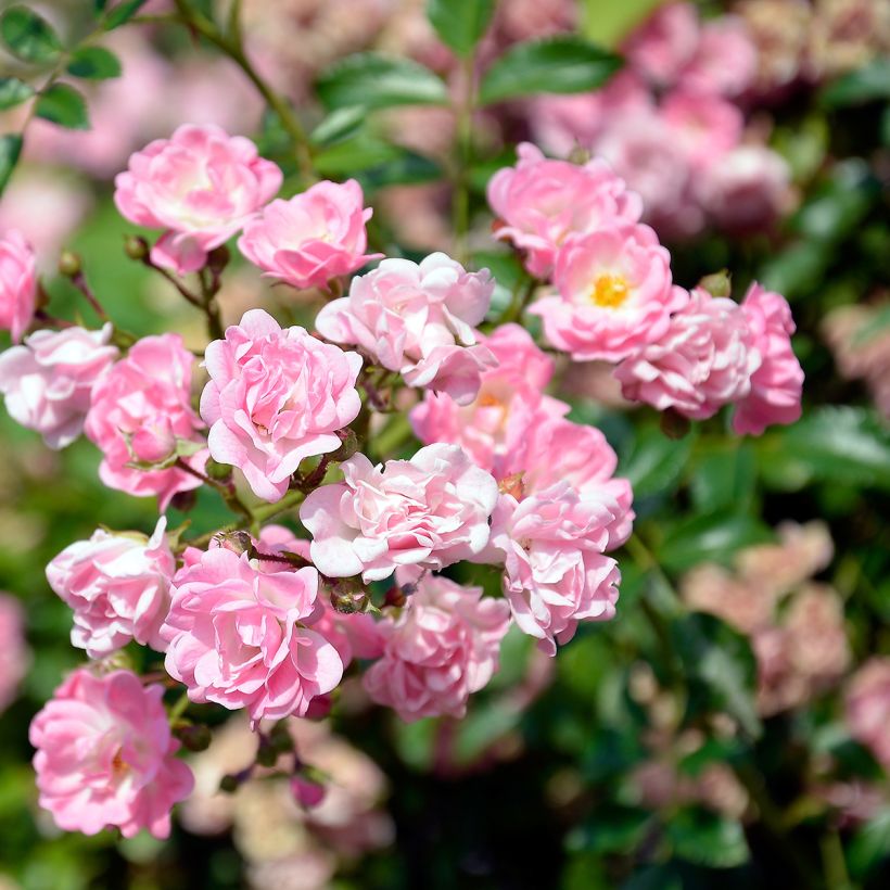 Rosa banksiae Rosea - Meran-Rose (Blüte)