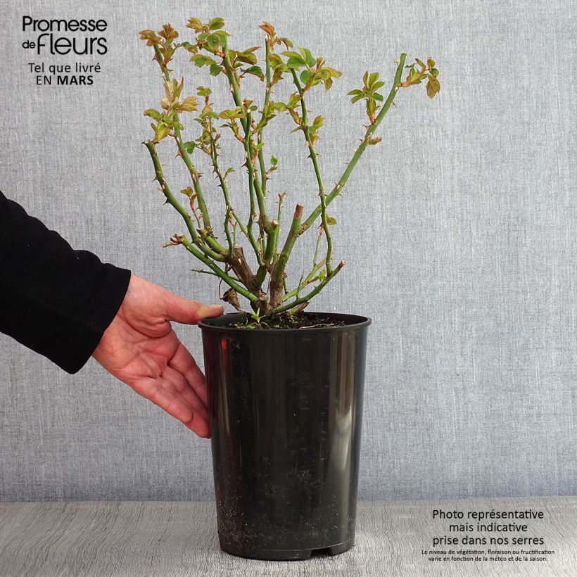 Exemplar von Rosa Alchymist - Kletterrose Topf mit 4L/5L wie im Winter geliefert