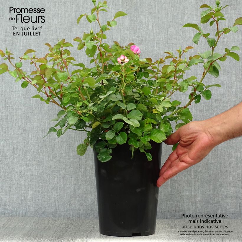 Exemplar von Rosa Allegro - Kletterrose Topf mit 4L/5L wie im Sommer geliefert