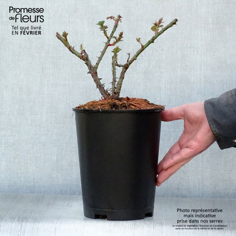 Exemplar von Rosa Aloha ancien - Kletterrose Topf mit 4L/5L wie im Winter geliefert