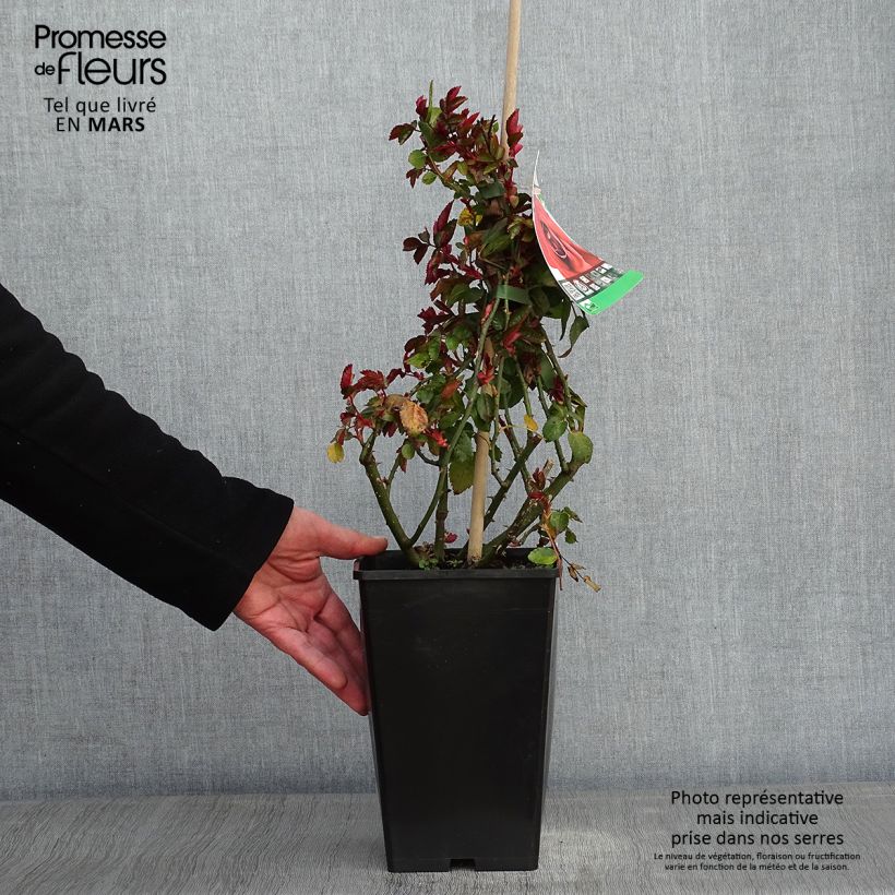 Exemplar von Rosa Amadeus - Kletterrose Topf mit 4L/5L wie im Winter geliefert