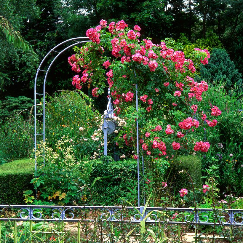 Rosa wichurana American Pillar - Kletterrose (Hafen)