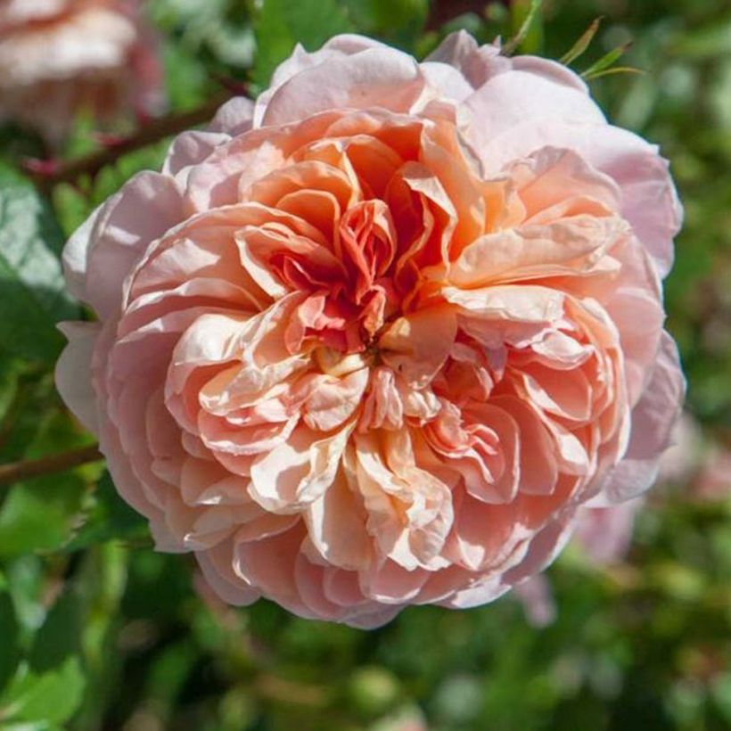 Rosa Colette - Kletterrose (Blüte)