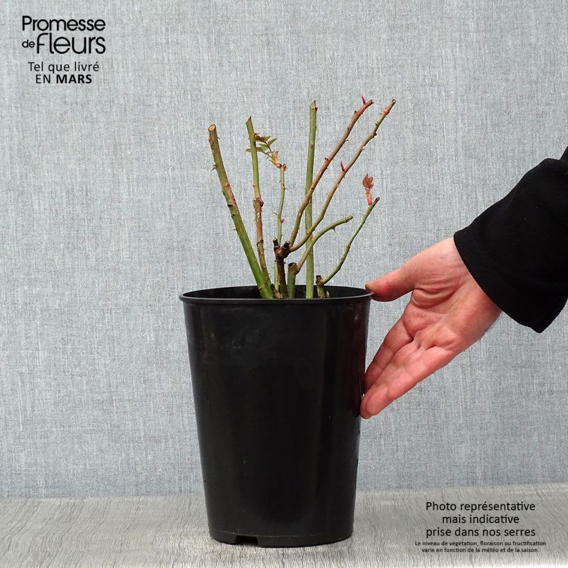 Exemplar von Rosa Coral Dawn - Kletterrose Topf mit 4L/5L wie im Winter geliefert