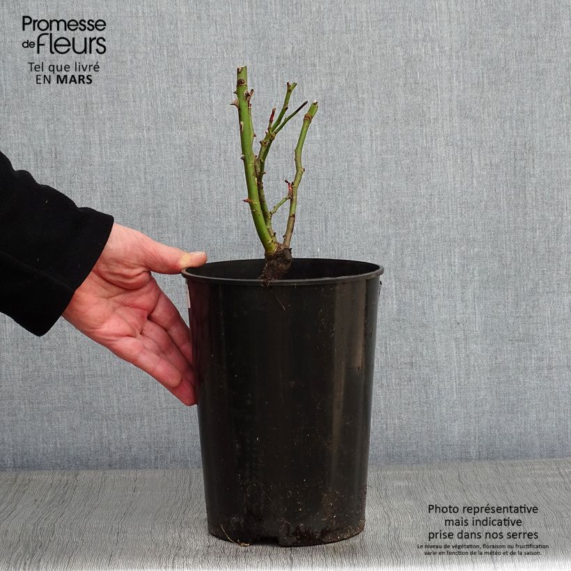 Exemplar von Rosa Cyclamen Pierre de Ronsard - Kletterrose Topf mit 4L/5L wie im Winter geliefert