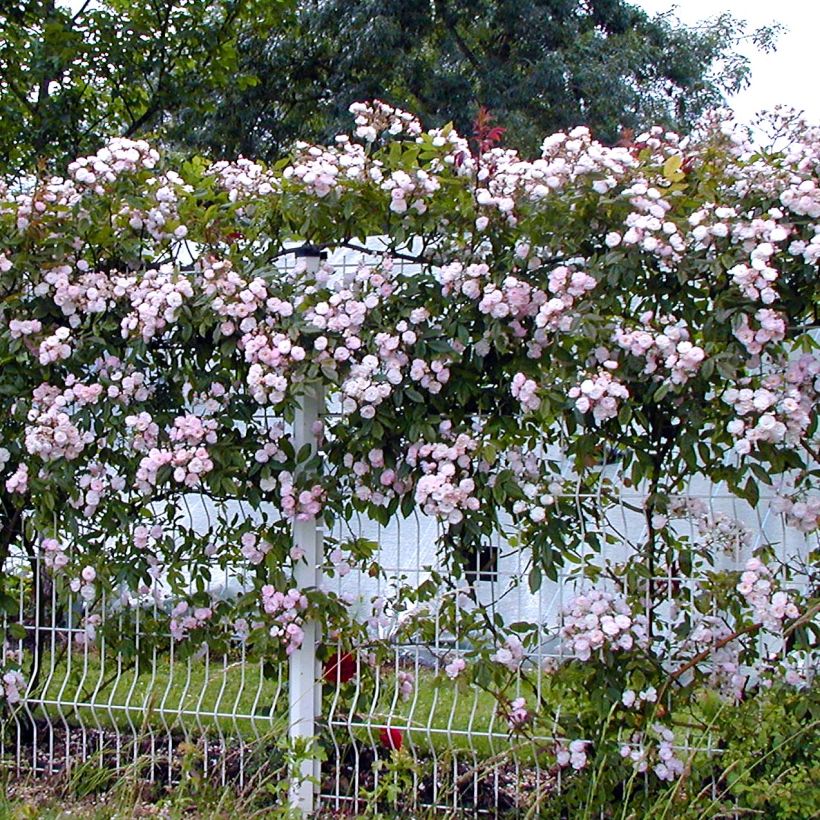 Rosa Dentelle de Malines lenfiro - Kletterrose (Hafen)