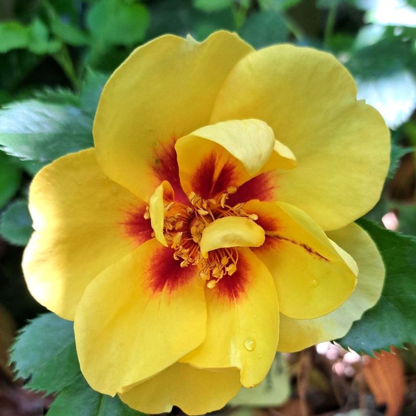 Rosa Eyeconic - Kletterrose (Blüte)