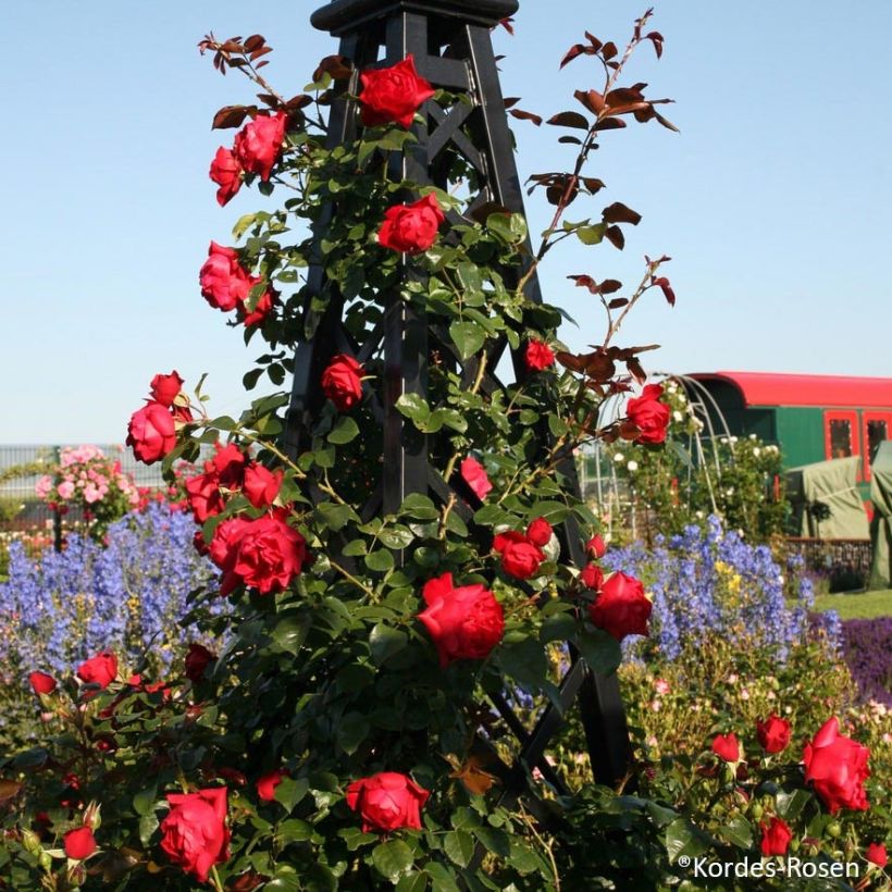 Rosa Florentina - Kletterrose (Hafen)