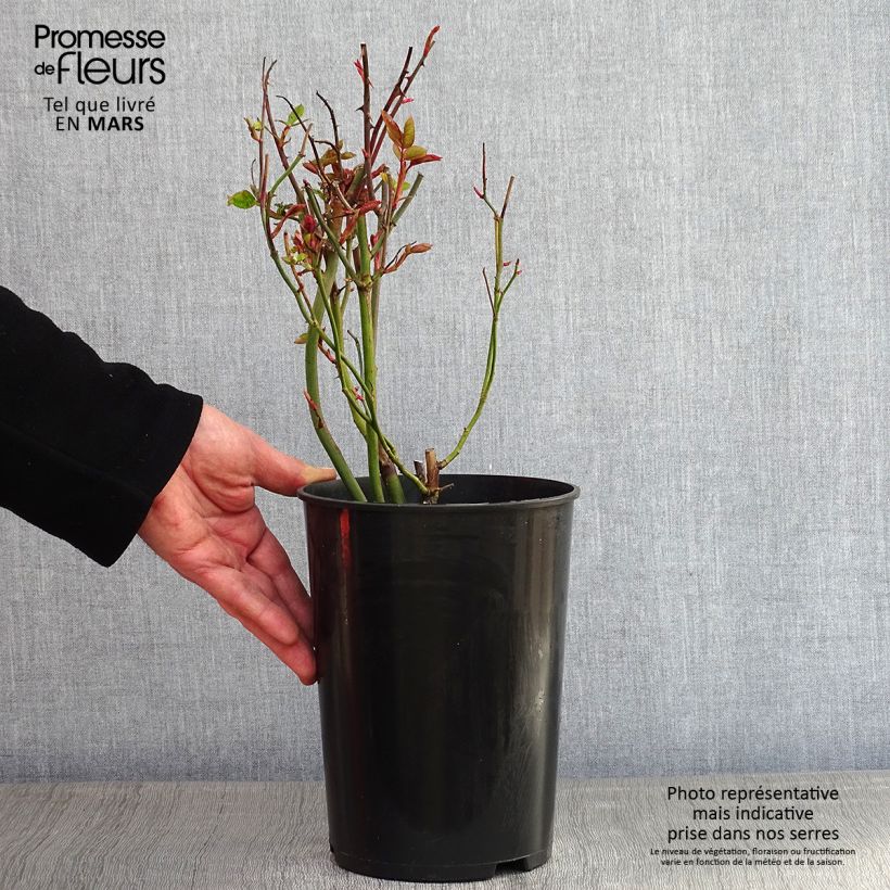 Exemplar von Rosa Golden Showers - Kletterrose Topf mit 4L/5L wie im Winter geliefert