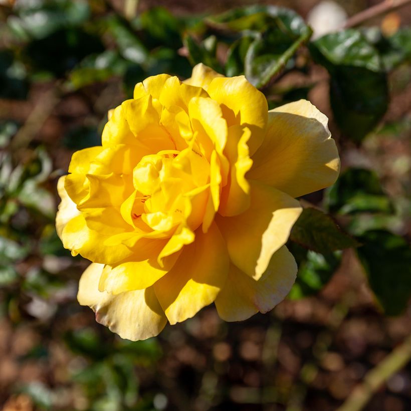 Rosa Golden Showers - Kletterrose (Blüte)