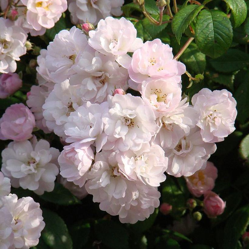 Rosa wichuraiana Guirlande Rose - Kletterrose (Blüte)