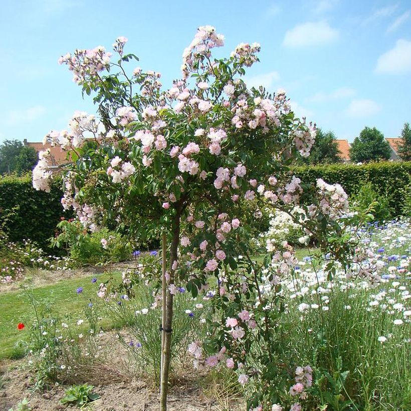 Rosa wichuraiana Guirlande Rose - Kletterrose (Hafen)