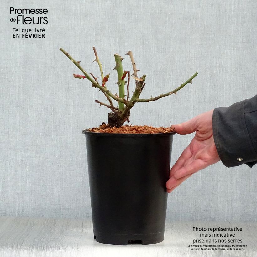 Exemplar von Rosa Hanabi - Kletterrose Topf mit 4L/5L wie im Winter geliefert